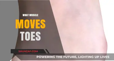 Toes and Muscles: What's the Connection?