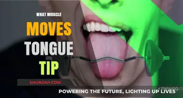Tongue Tip Agility: Which Muscles Are Involved?