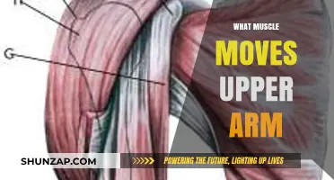 Understanding the Muscles Responsible for Upper Arm Movement