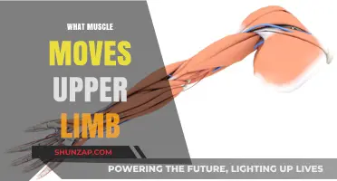 Upper Limb Muscles: Powering Your Every Move