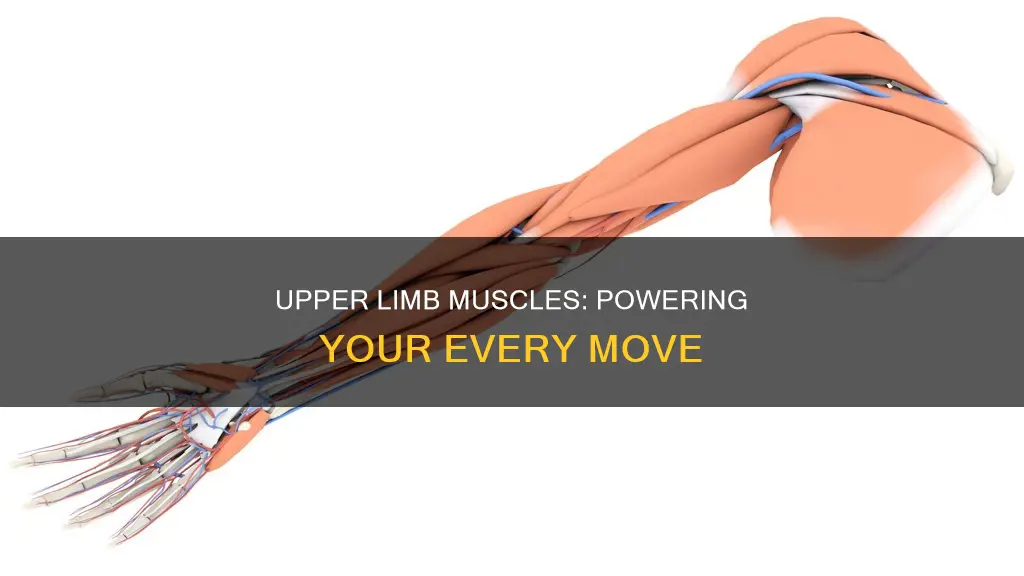 what muscle moves upper limb