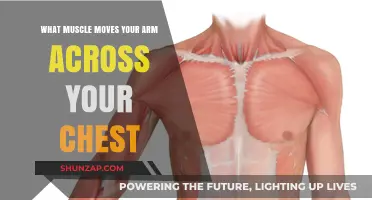 Unveiling the Muscle Behind Arm-Across-Chest Movement: A Detailed Guide