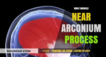 Unlocking the Arcane: Uncovering the Muscles Near Arcadium Process