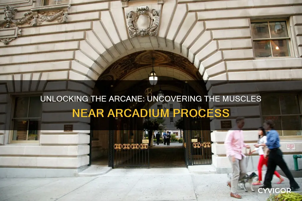 what muscle near arconium process