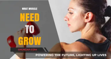 Unlocking Muscle Growth: Key Factors for Building Strength and Size