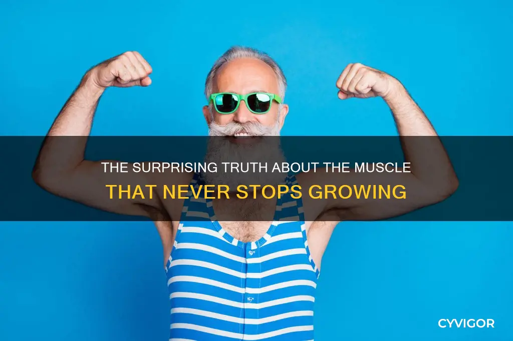 what muscle never stops growing