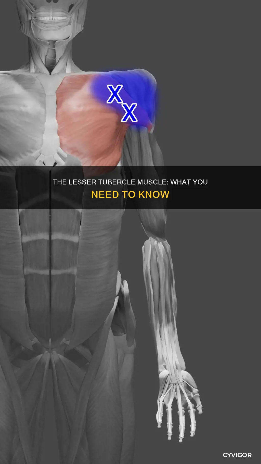 what muscle on lesser tubercle