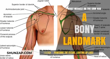 Identifying the Arm Muscle Linked to a Bony Landmark