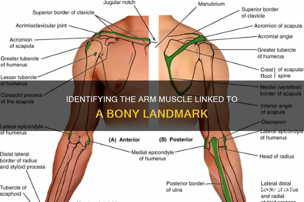 what muscle on the arm has a bony landmark