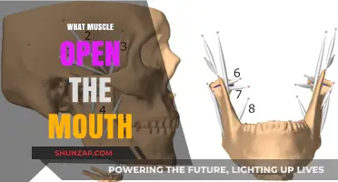 Unlocking the Jaw: Muscles Behind Mouth Movement