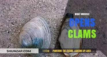 How to Open Clams: The Muscle Power