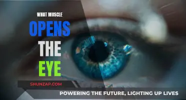 Eye-Opening Muscles: Uncover the Power Behind Eyelid Movement