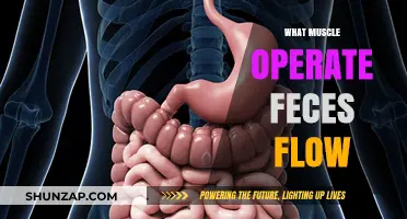 How Your Muscles Control Defecation
