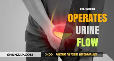 How Urine Flow is Controlled by Muscles