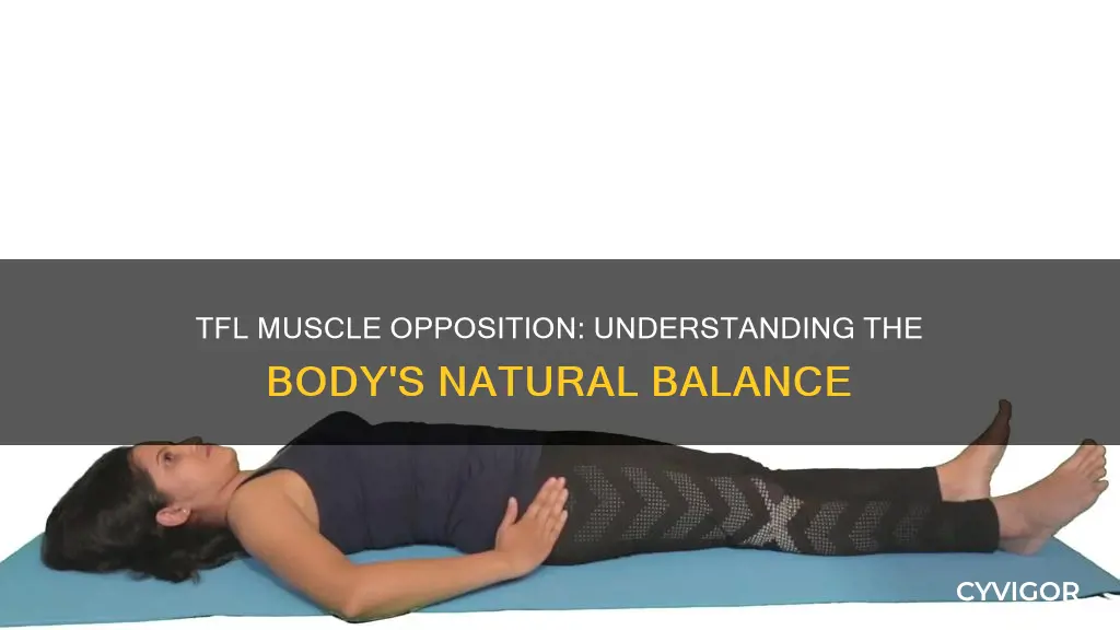 what muscle opposes tfl