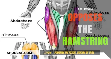 The Antagonist: Uncover the Muscle Opposing Your Hamstring