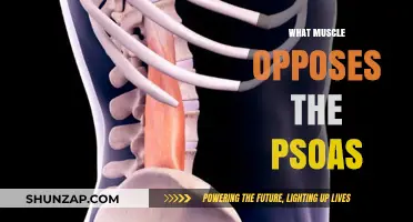 Unlocking the Body's Balance: Opposing the Psoas Muscle
