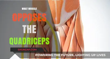Exploring the Quadriceps' Antagonists: Uncovering the Opposing Muscles