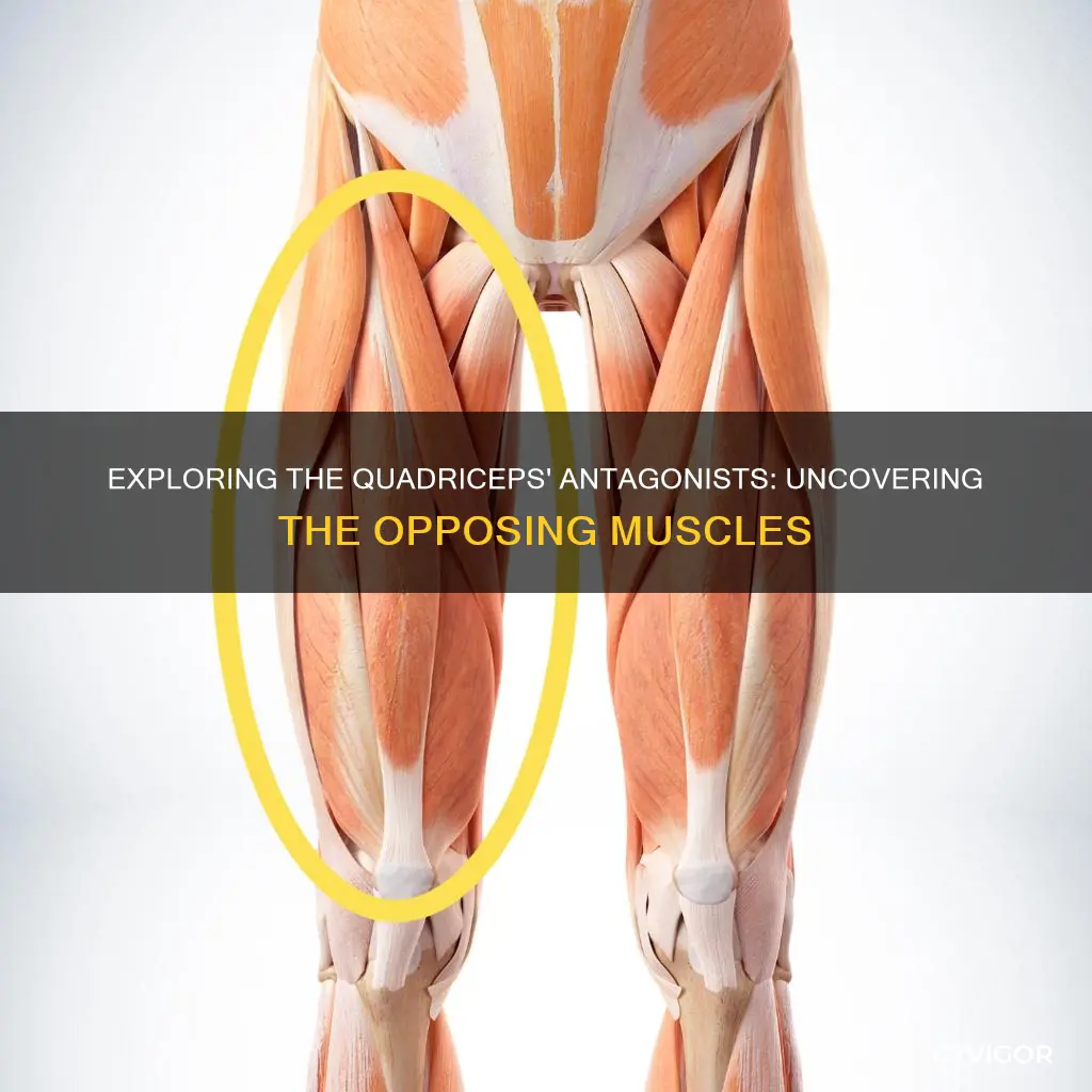 what muscle opposes the quadriceps