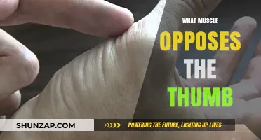Exploring the Muscle Opposing Your Thumb
