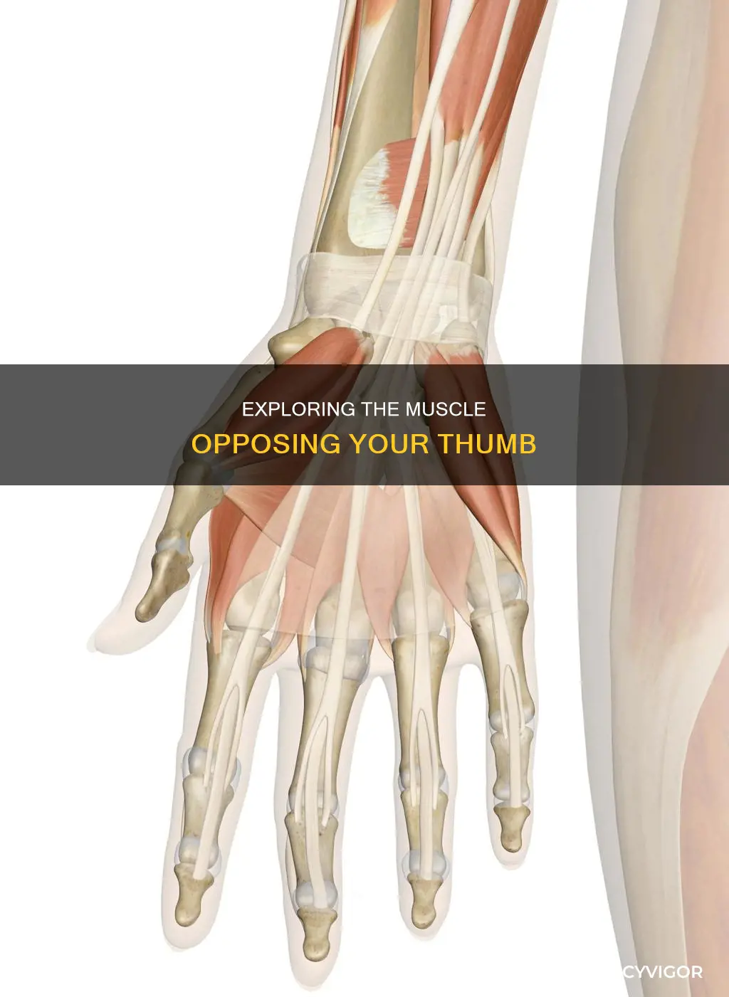 what muscle opposes the thumb