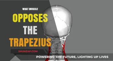 Trapezius Muscle Opposition: Understanding the Body's Natural Balance