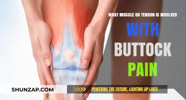 Understanding Buttock Pain: Key Muscles and Tendons Involved Explained