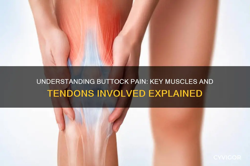 what muscle or tendon is involved with buttock pain
