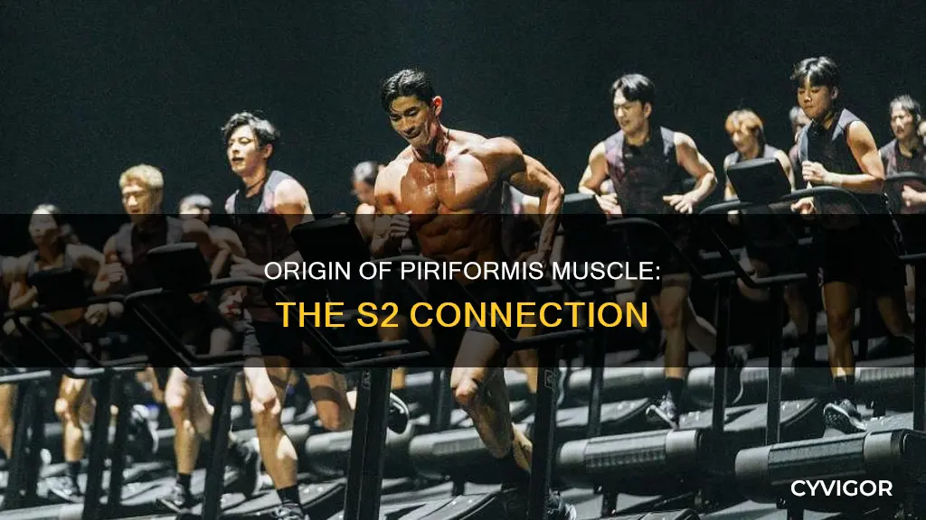 what muscle originates s2