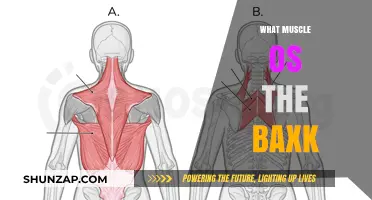 Back Muscle Basics: Understanding Your Body's Core