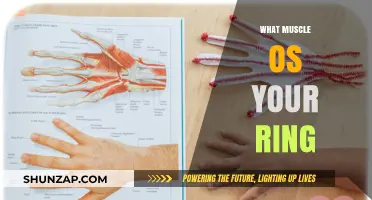 Which Muscles Do Your Rings Work Out?