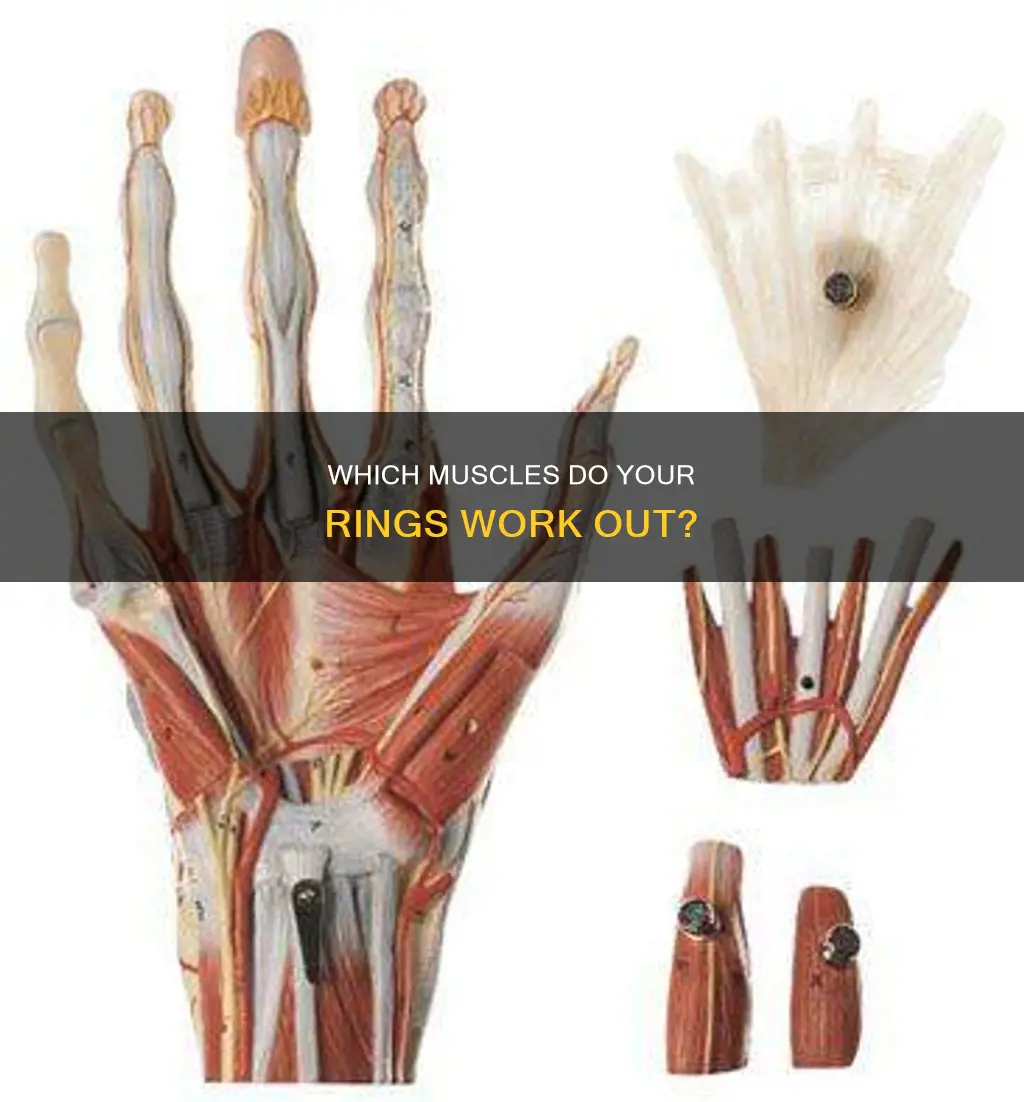 what muscle os your ring