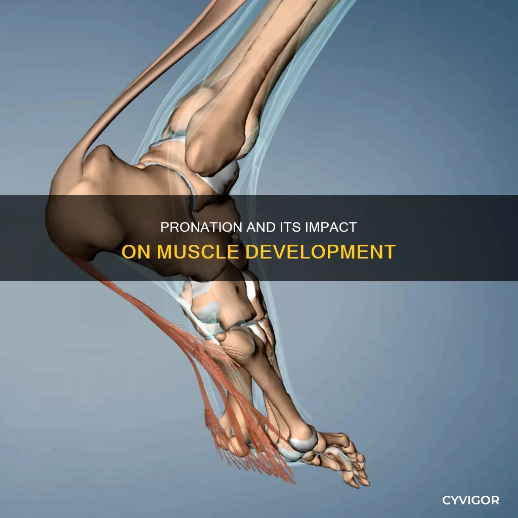 what muscle over pronation