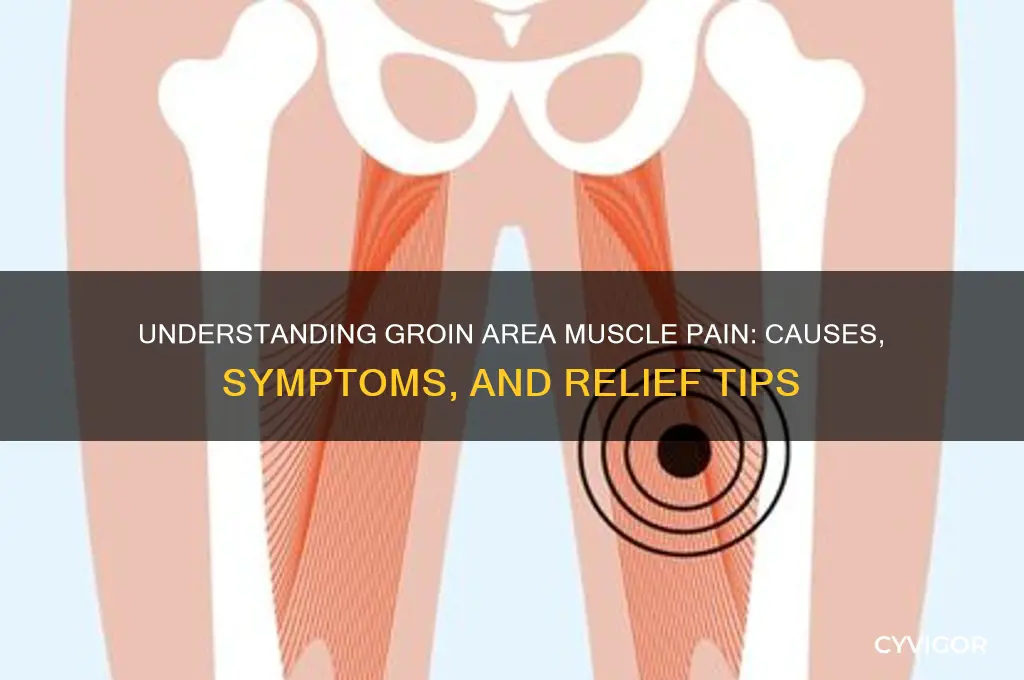 what muscle pain near groin area