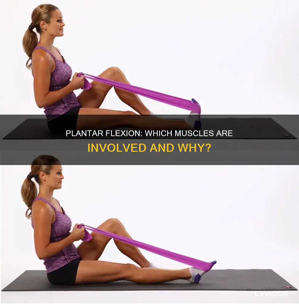 what muscle plantar flexes foot