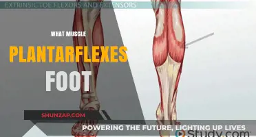 How to Plantarflex Your Foot: Understanding the Key Muscle