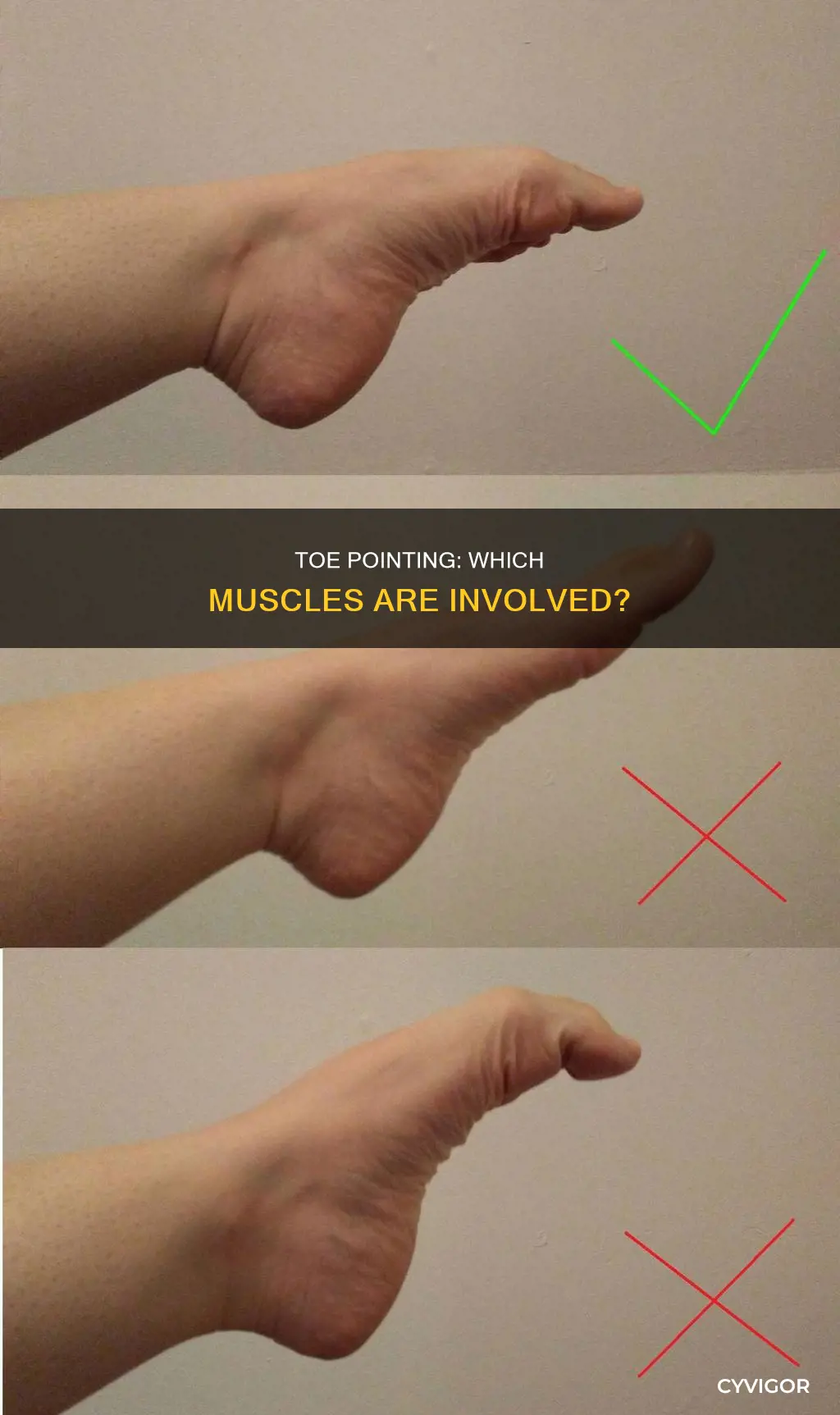 what muscle points the toes