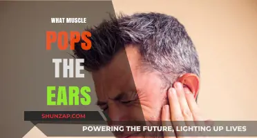 Ear-Popping Muscles: The Power of Your Jaw