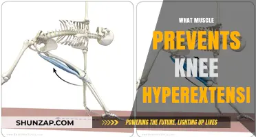 Prevent Knee Hyperextension: Strengthen Your Quadriceps
