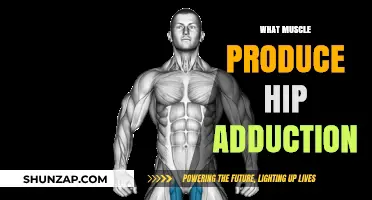 Hip Adduction: Which Muscles Are Responsible?