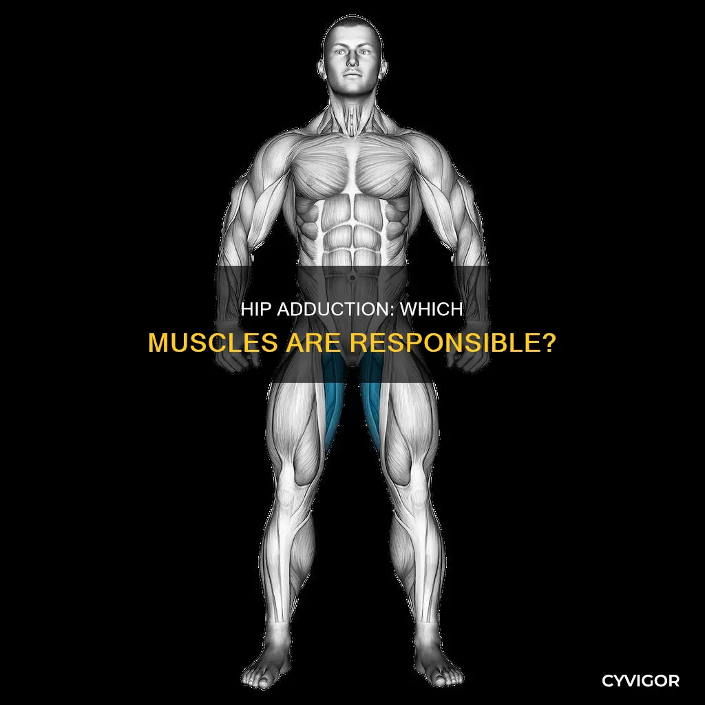 what muscle produce hip adduction