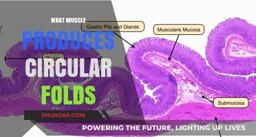 How Circular Folds are Created by Muscles