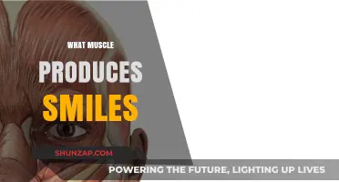 How Smiles Are Formed: The Muscle Behind Happiness
