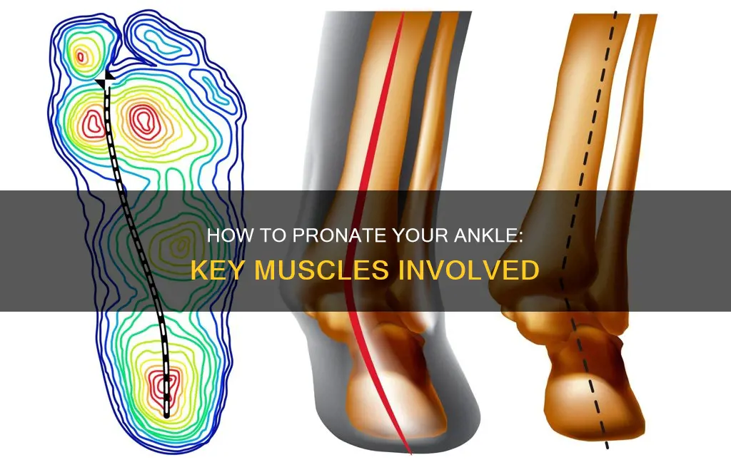 what muscle pronates the ankle