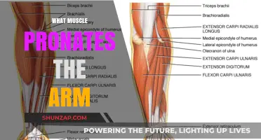 Muscles Responsible for Arm Pronation: A Comprehensive Guide