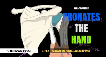 Hand Pronation: Which Muscles Are Involved?