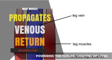 How the Calf Muscle Enhances Venous Return
