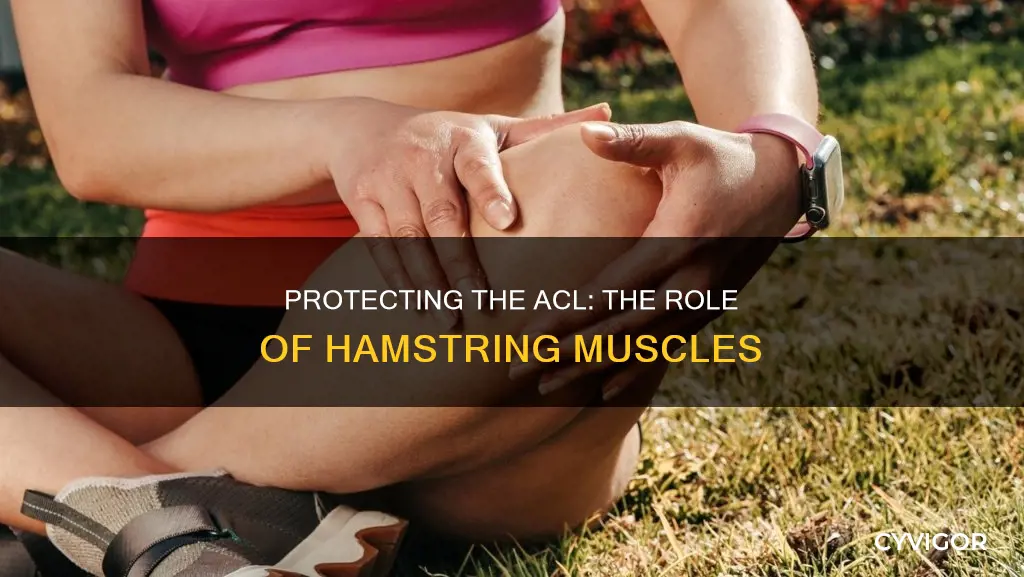 what muscle protects the acl