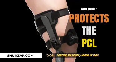 Protecting the PCL: The Role of Hamstring Muscles