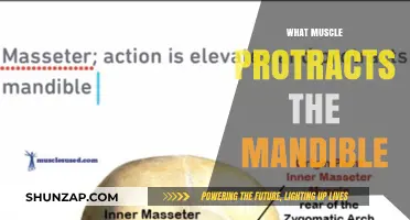 Unlocking the Secret of Mandible Protraction: Muscle Mystery Solved